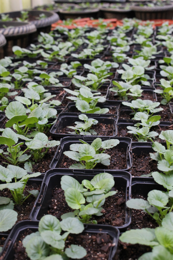 Growing Spring Flowers Currans Flowers