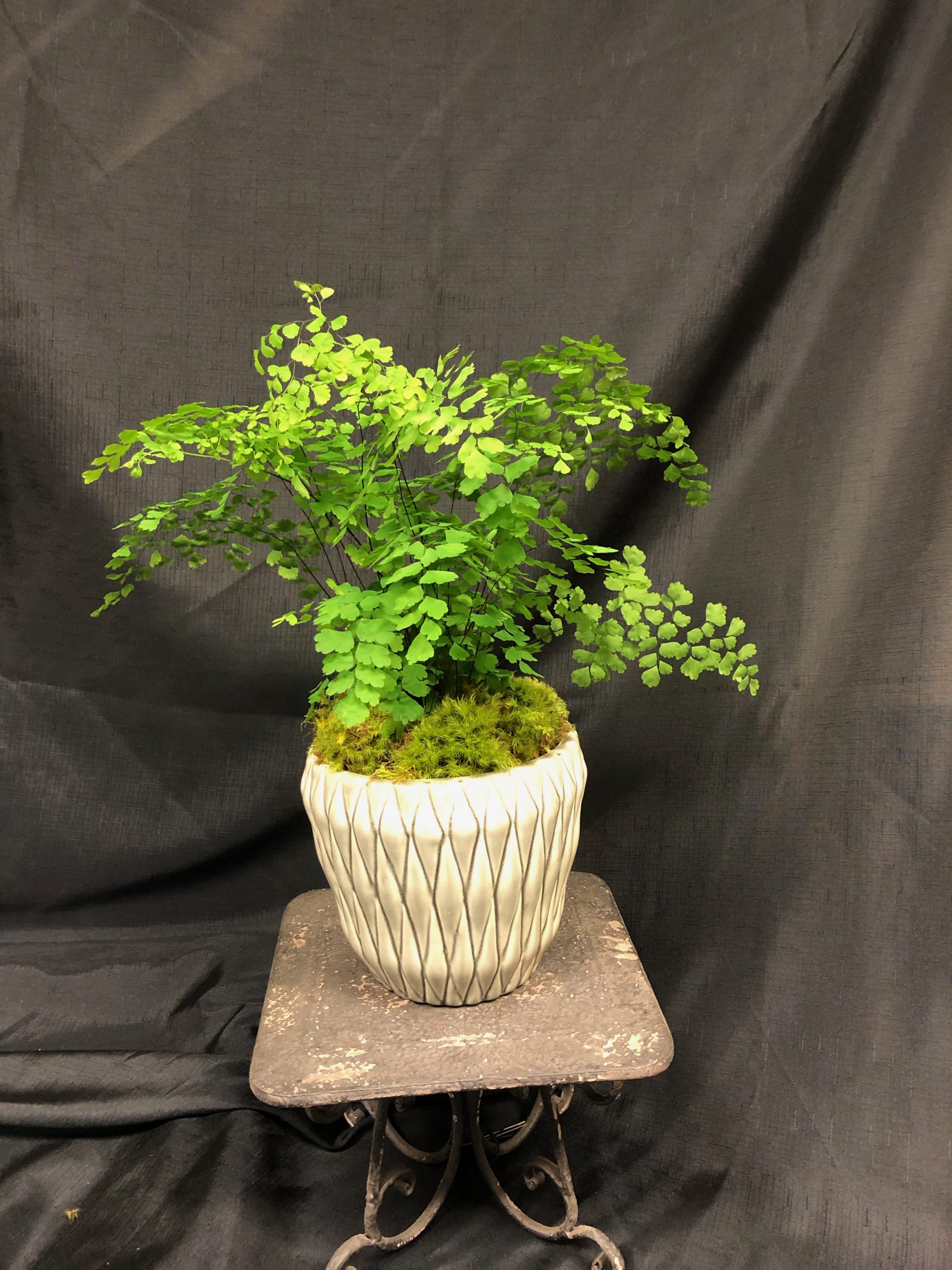Maidenhair Fern Flower Mart