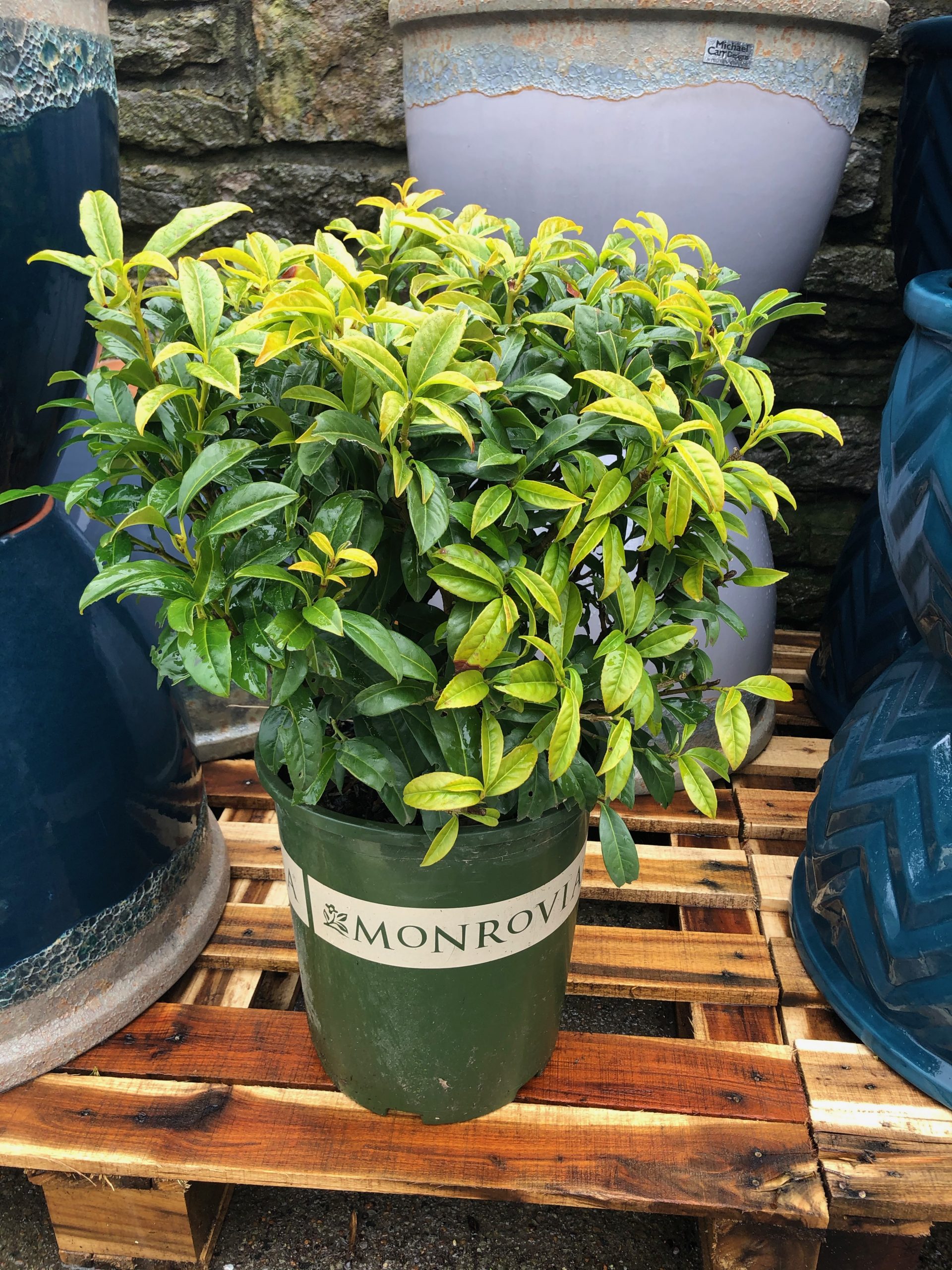 Chestnut Hill Laurel 5 gallon Flower Mart