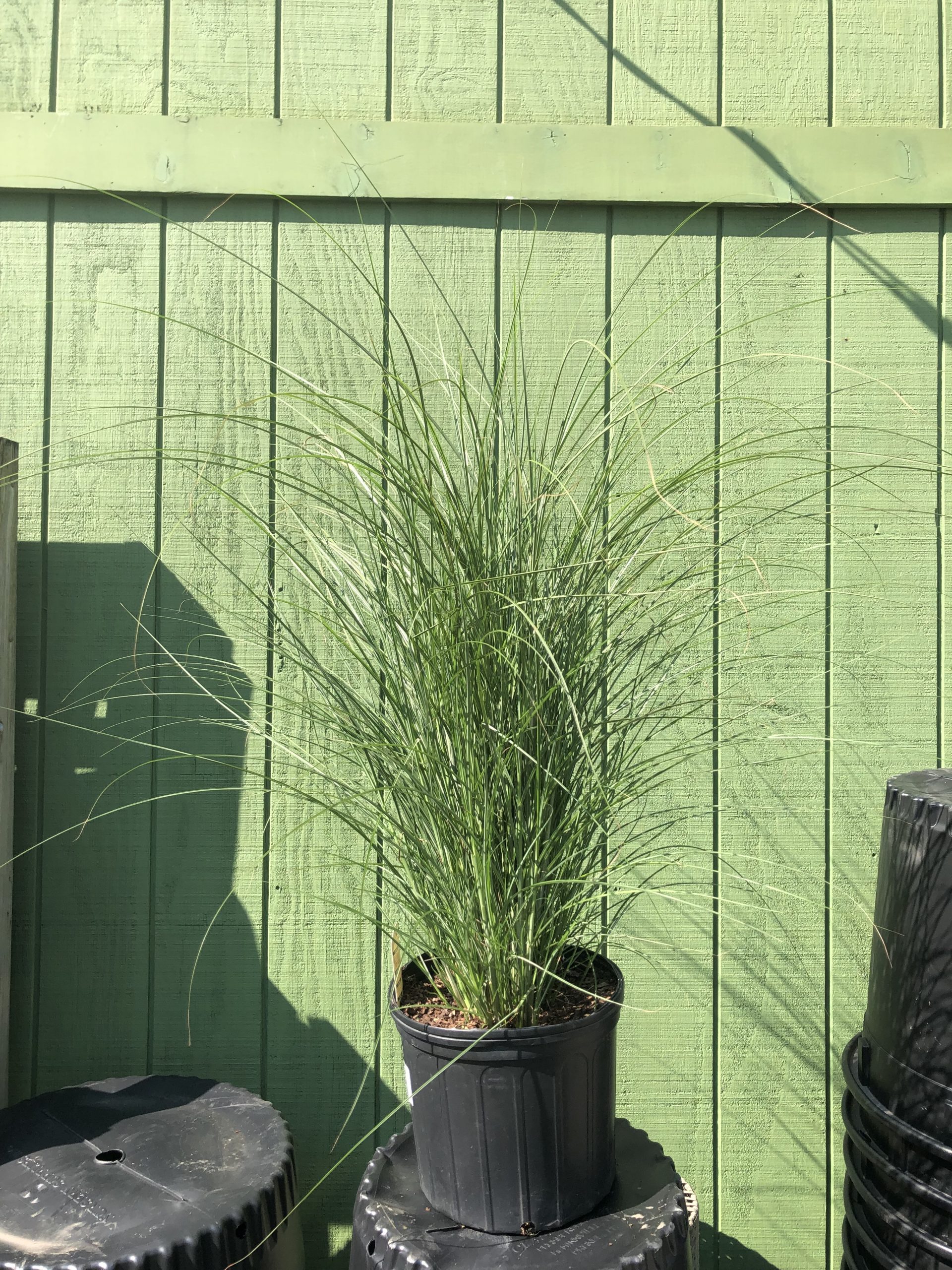 Maiden Grass 3 Flower Mart