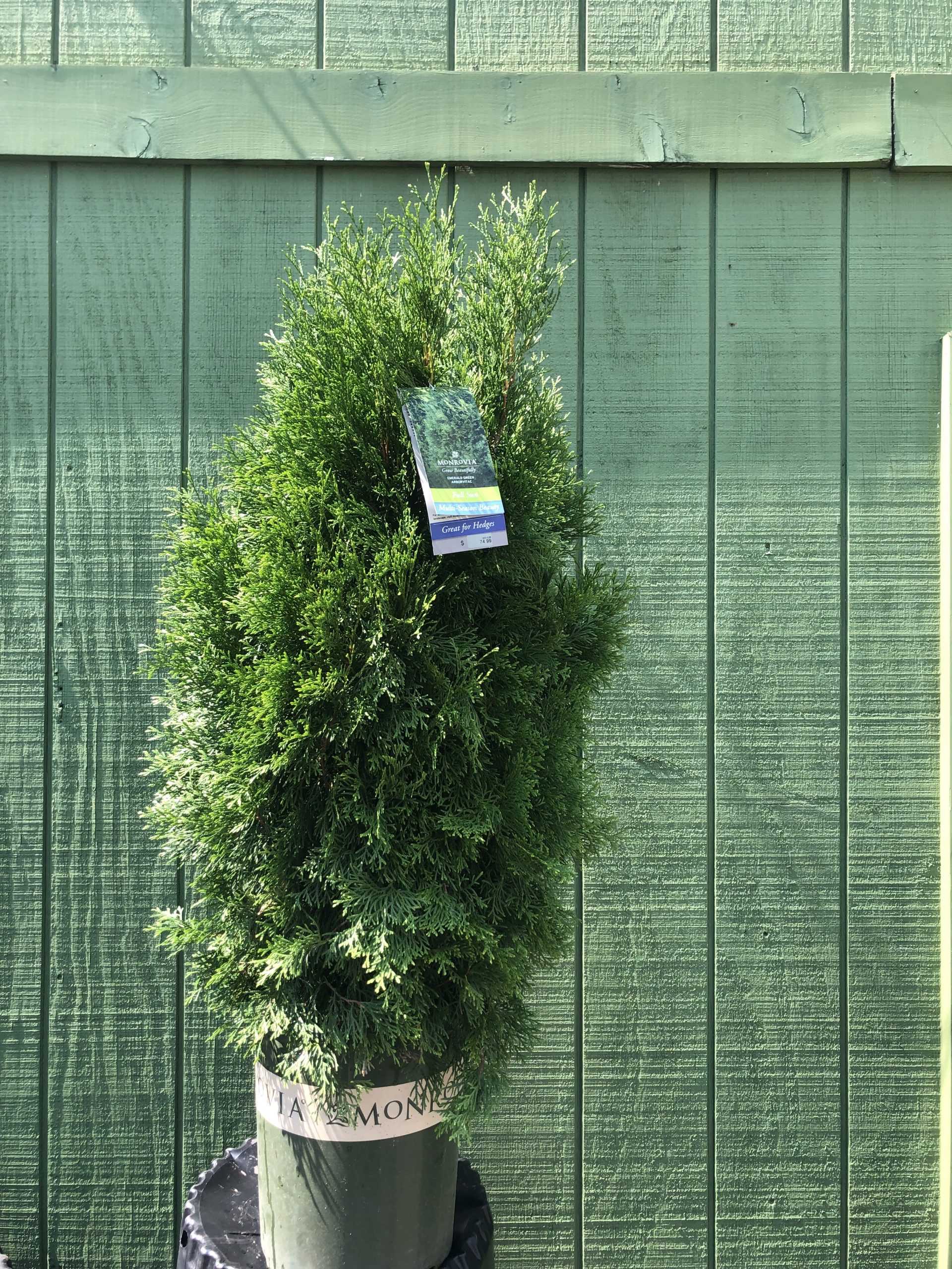 Emerald Green Arborvitae 5 Flower Mart