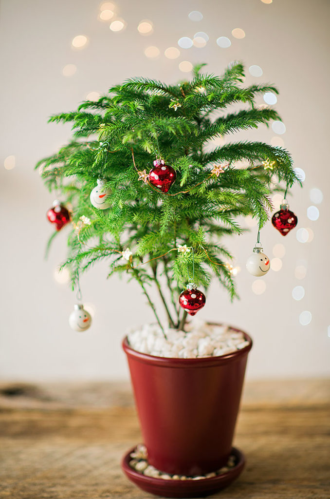 Creative Ways to Decorate with Plants this Christmas Flower Patch