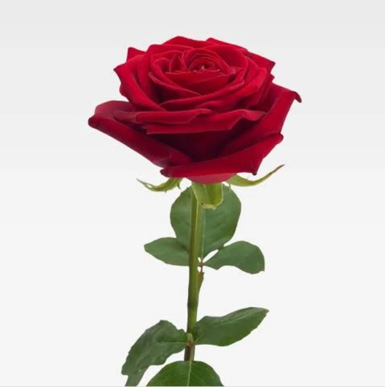 Rose For Bouquet Flower Point Jalandhar Florist in Jalandhar