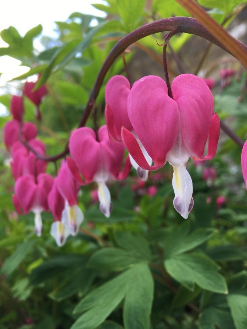 How Flowers Have Been Used For Seduction Throughout History