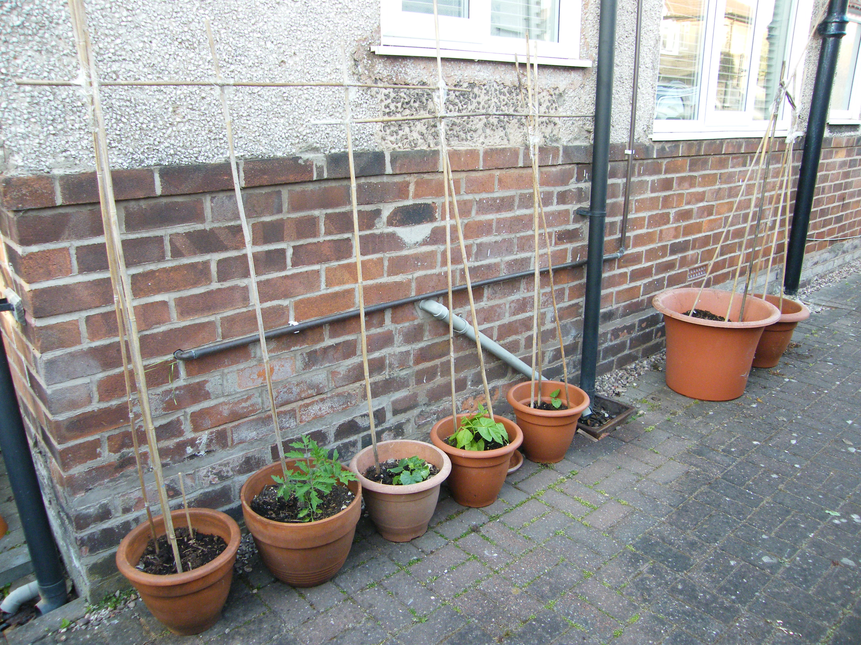 Maximising Growing Space Vegetables in Pots flowerpowerlife