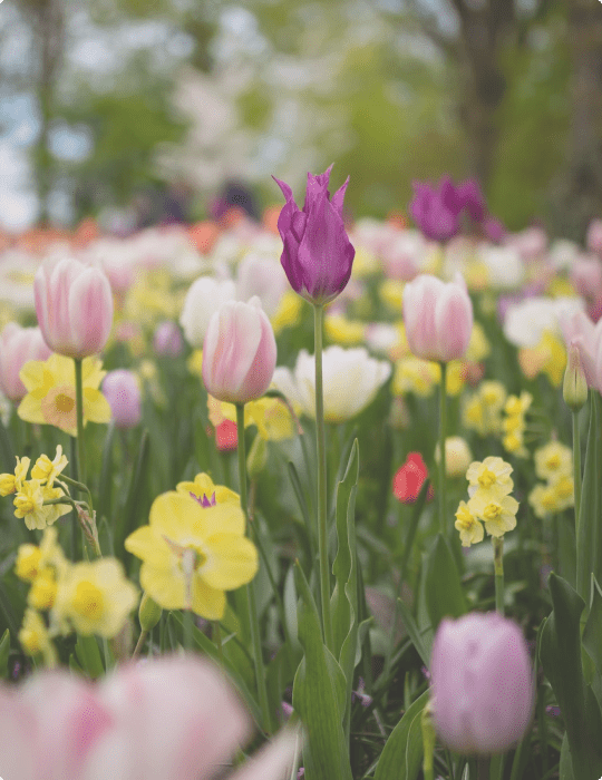 About Flowers Direct