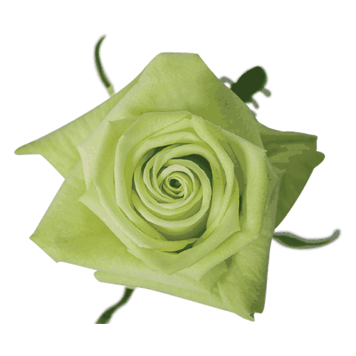 RoseNovia Pink Flowers Direct