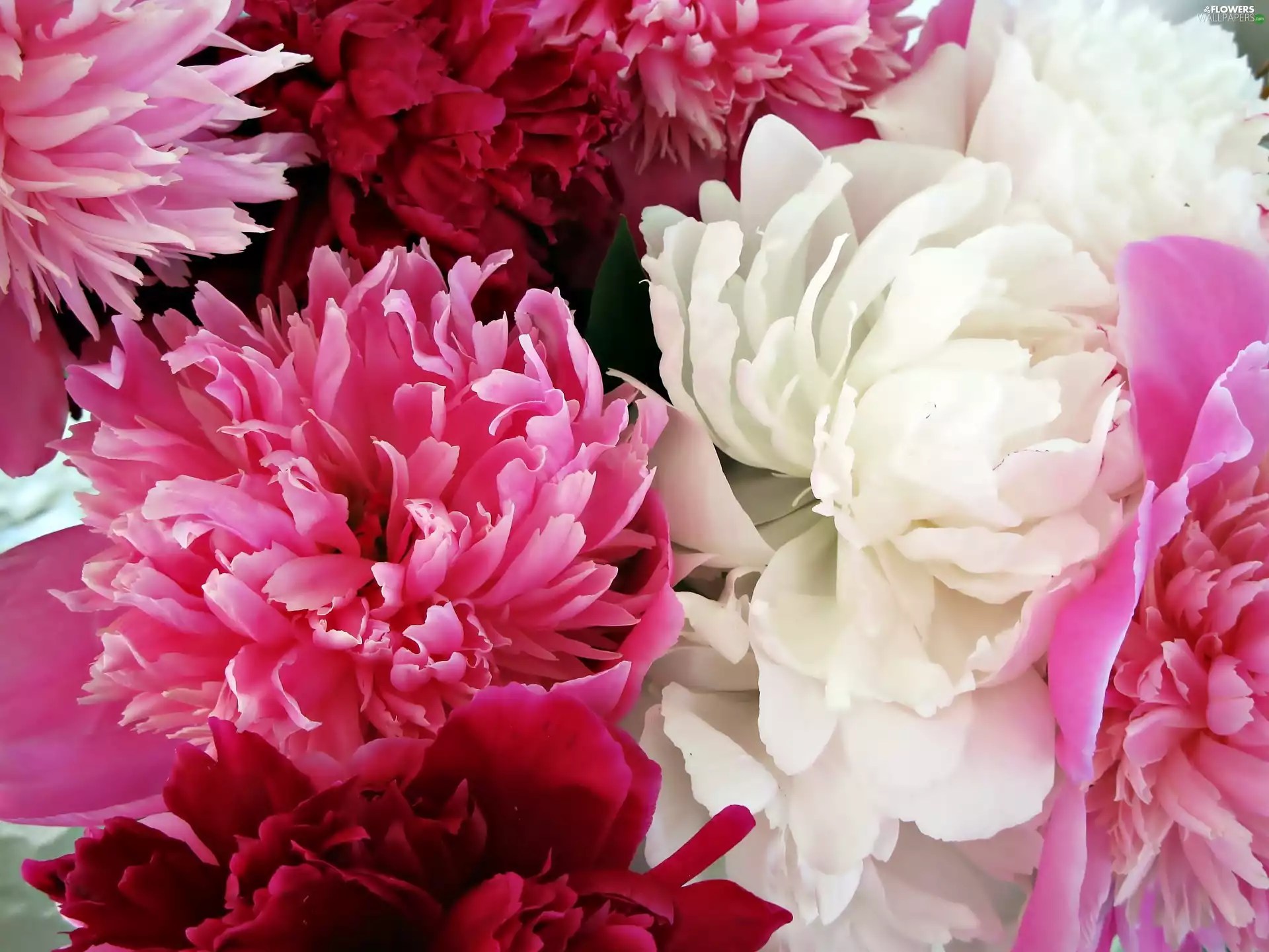Colored, Peonies Flowers wallpapers 2800x2100
