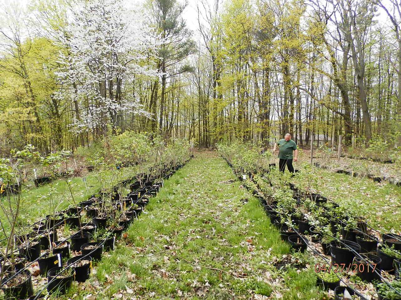 garden; previous picture newsletters each one a slide show from the flowering shrub farm in