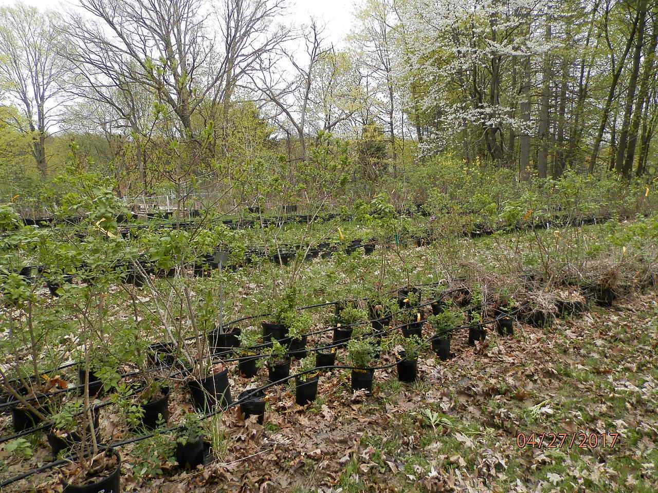 garden; previous picture newsletters each one a slide show from the flowering shrub farm in