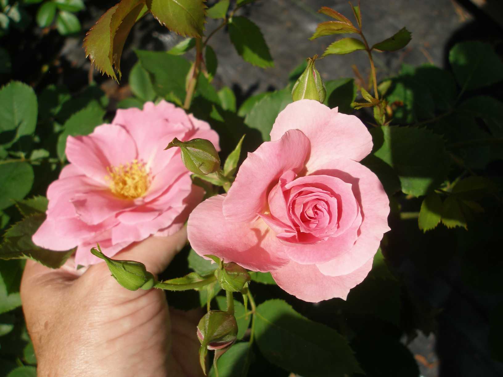 Zone 3 or plants hardy in Zone 3