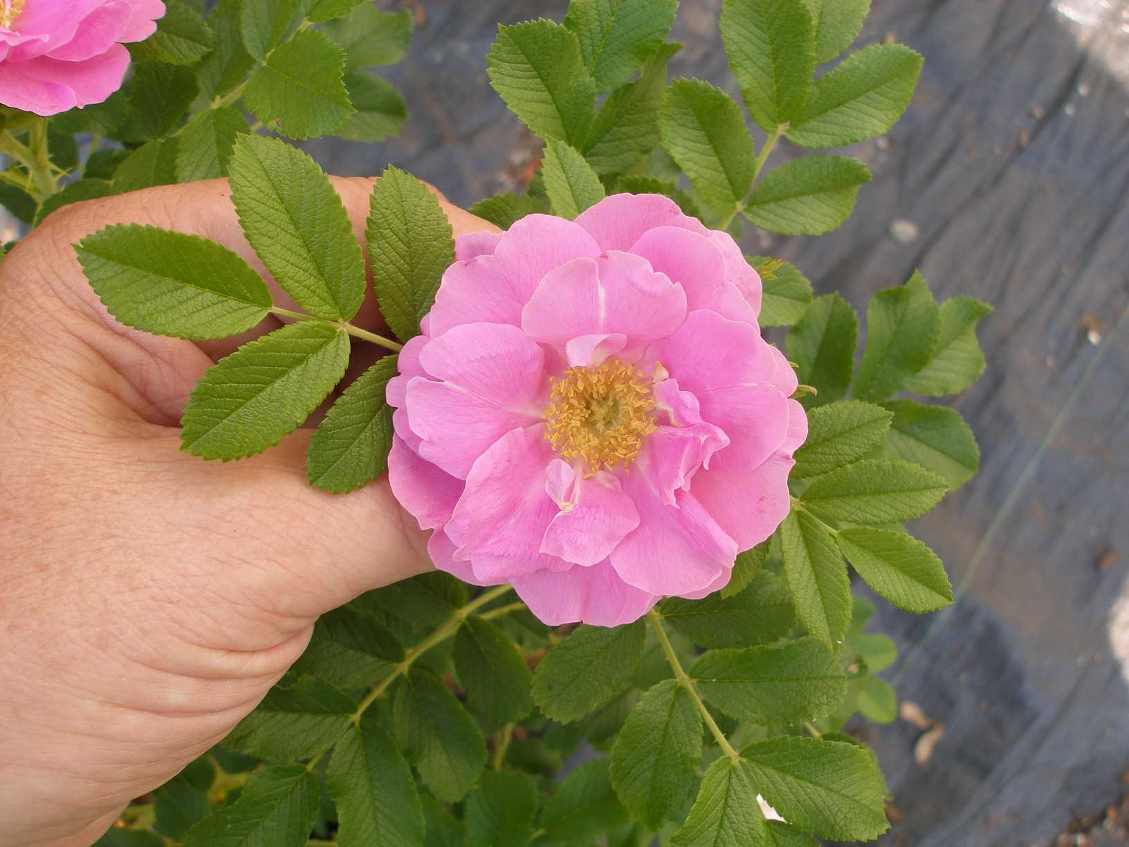 Zone 3 or plants hardy in Zone 3