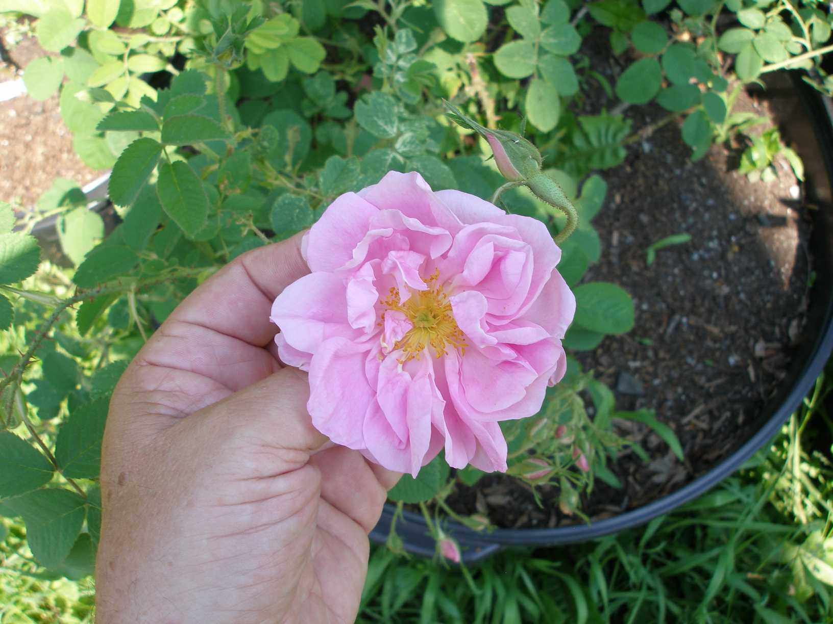 Damask Roses (pictures of) one of the four Ancient Classes of Roses