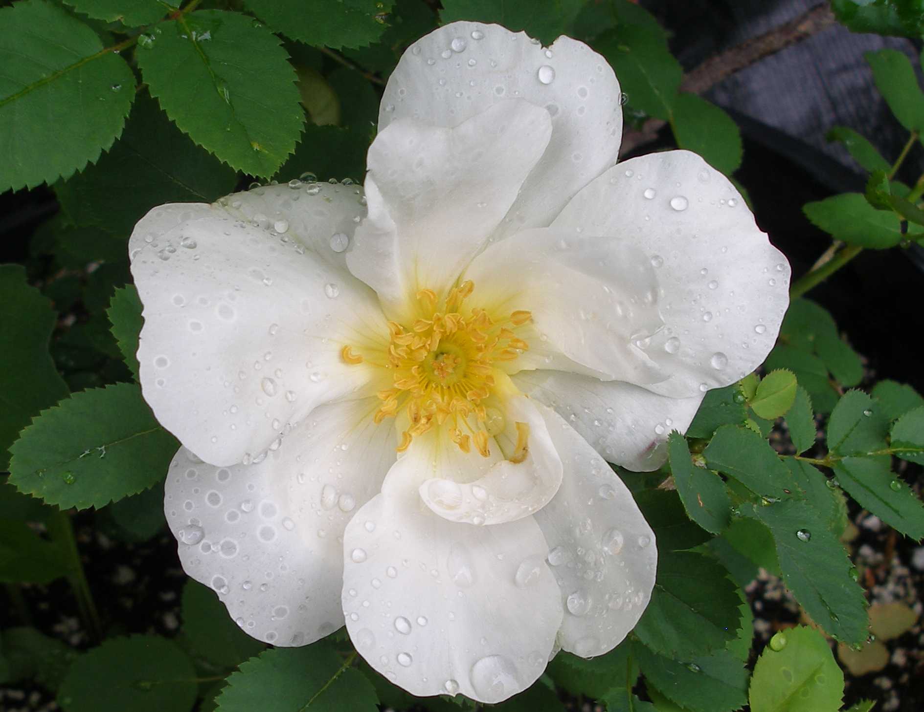 Zone 3 or plants hardy in Zone 3