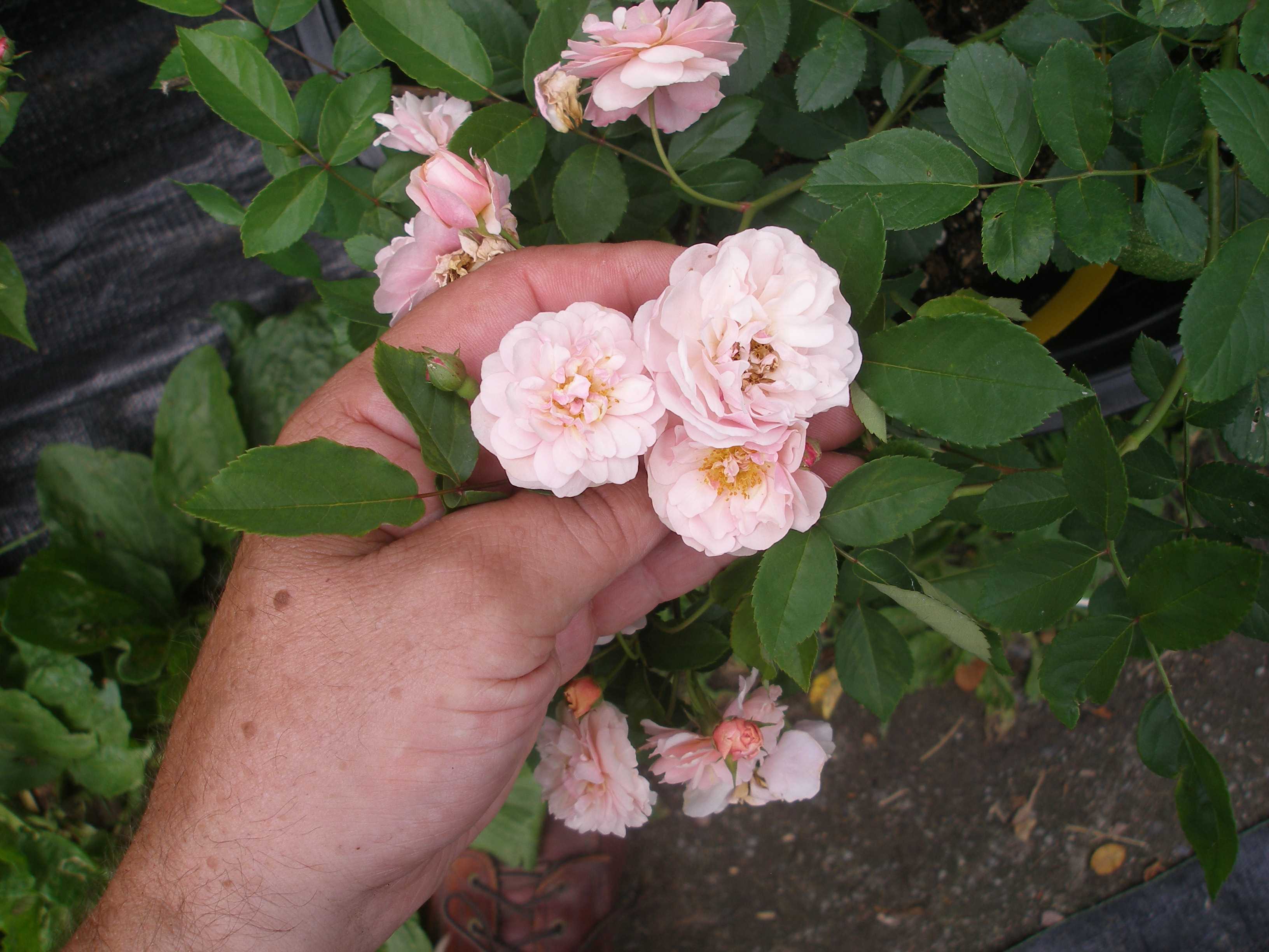 Musk roses and their hybrids propagated and grown by Azalea House