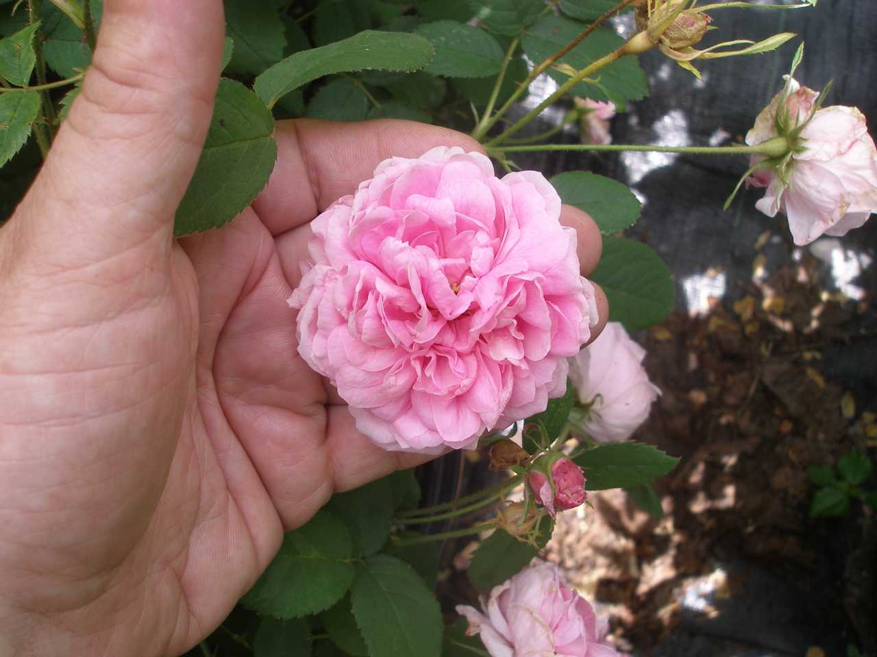 Moss Roses and Centifolia Roses sold in Albany County, NY by Azalea