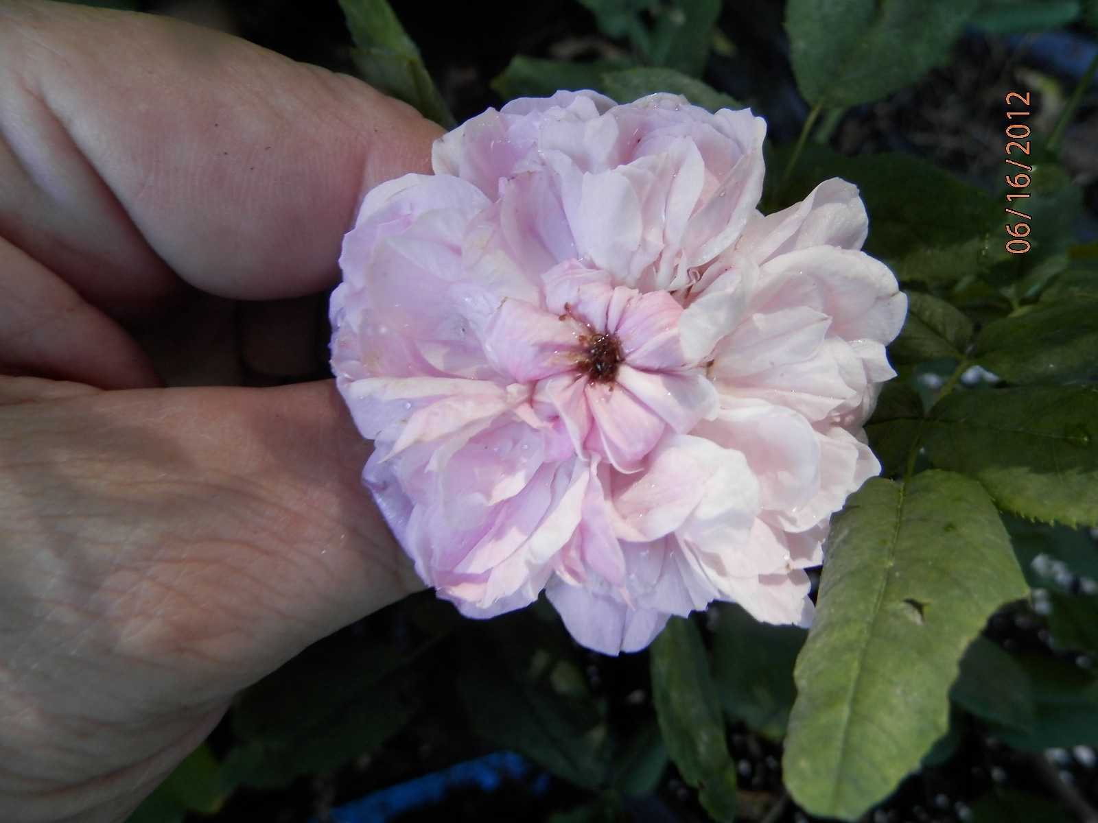 Damask Roses (pictures of) one of the four Ancient Classes of Roses