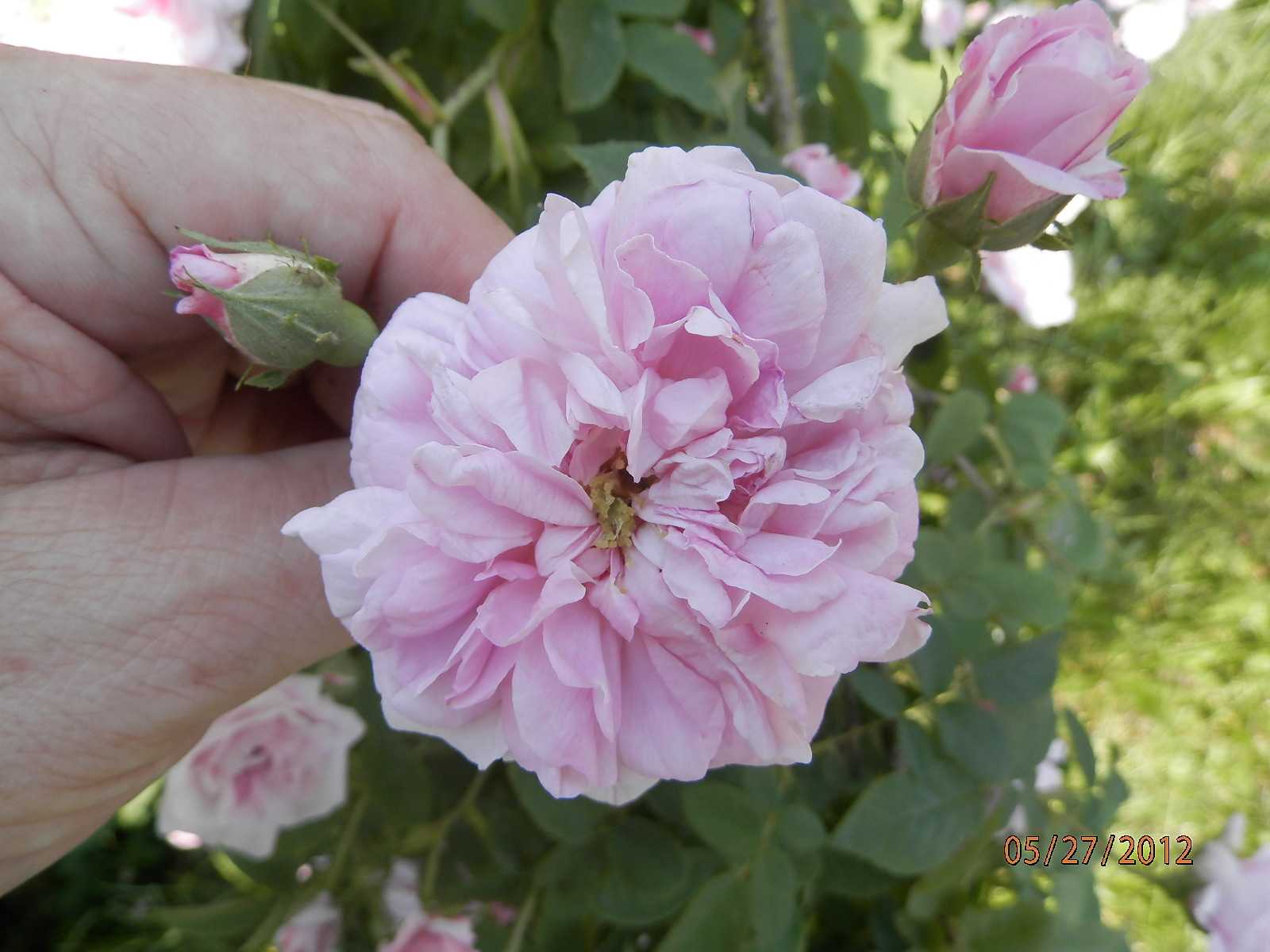 Damask Roses (pictures of) one of the four Ancient Classes of Roses that are commonly referred