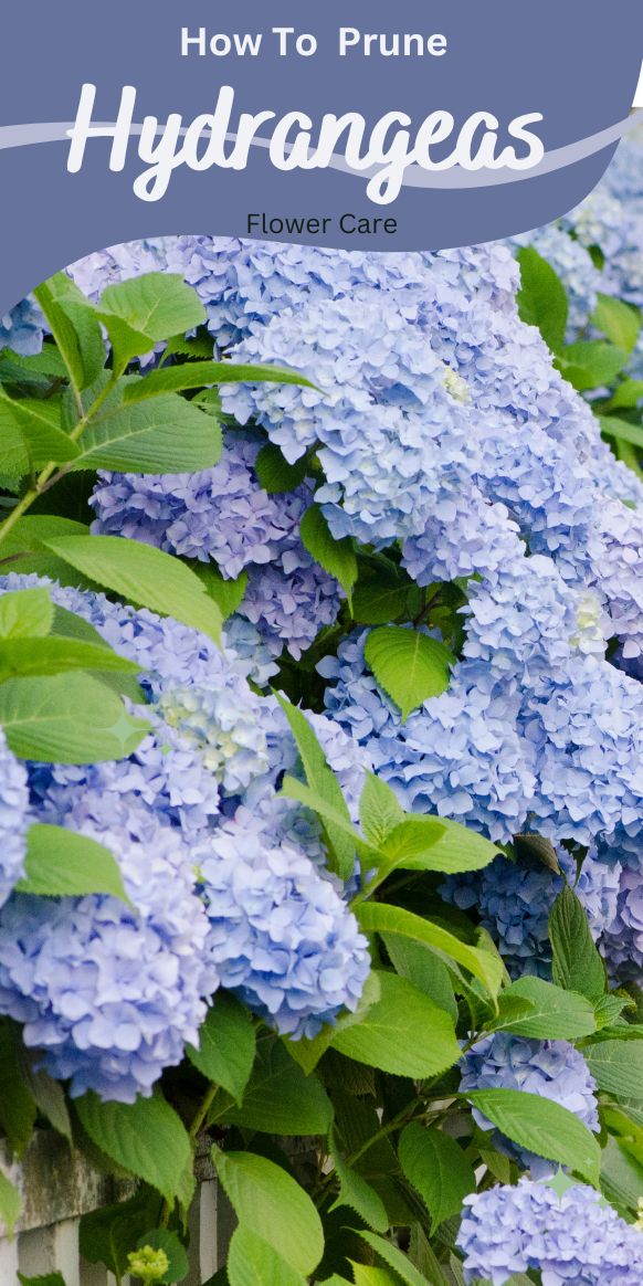 Removing Dead Hydrangea Blooms Flowersandflowerthings