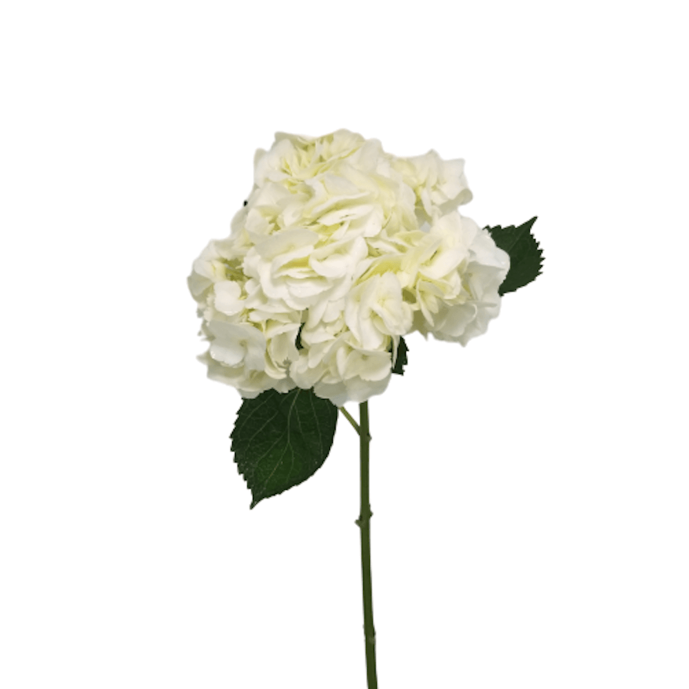 Hydrangea white per stem Out of Stock FlowersAndServices®