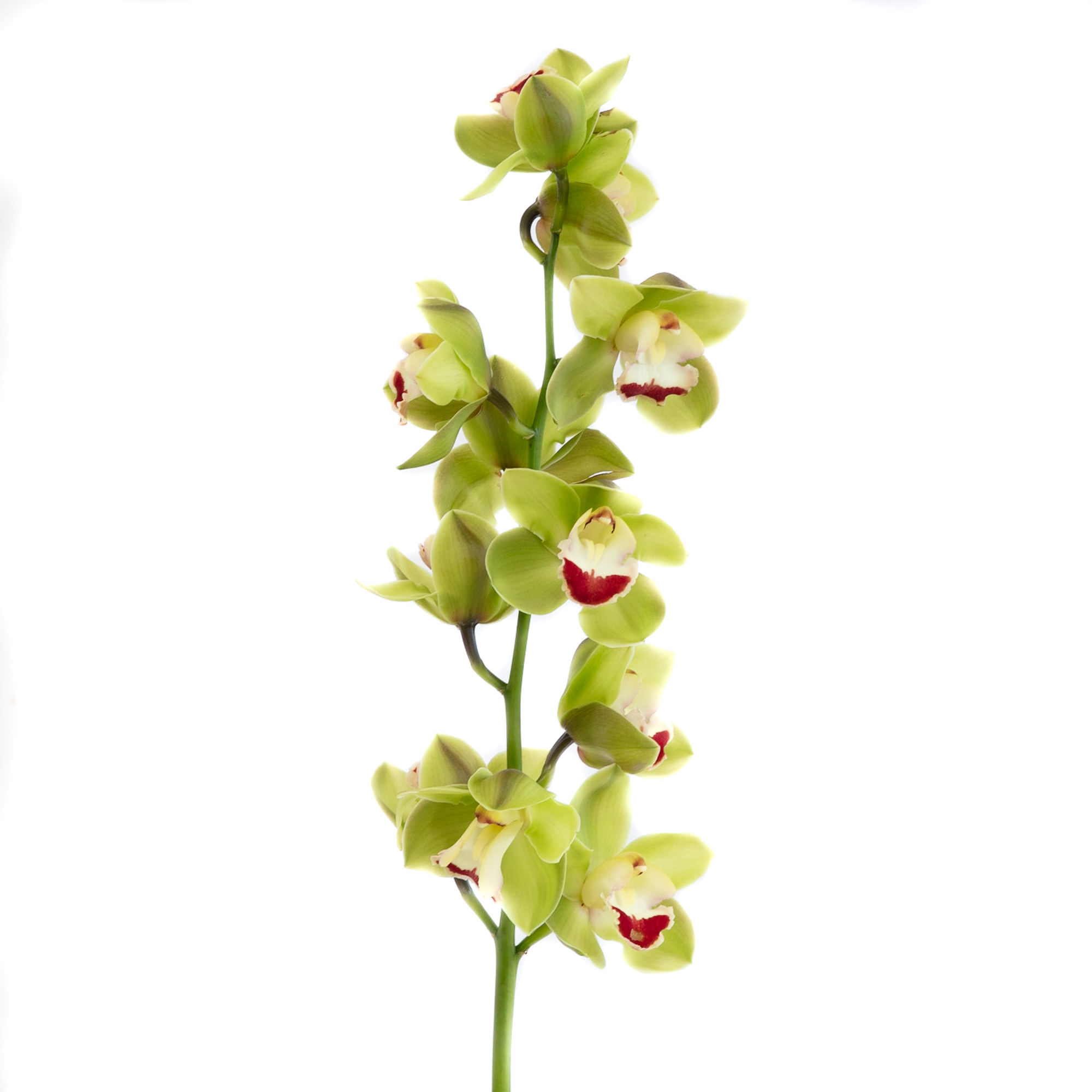 Cymbidium Orchid Green FlowersAndServices®