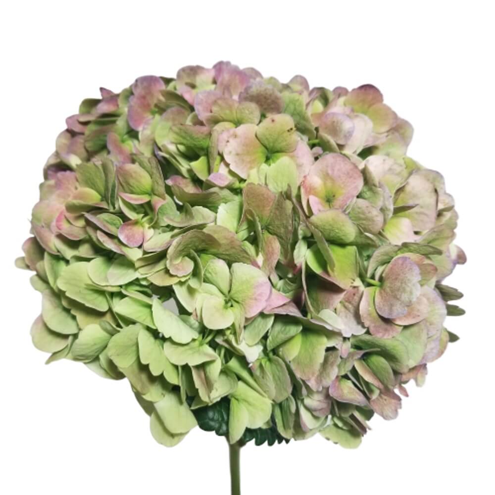 Hydrangea Antique per stem FlowersAndServices®