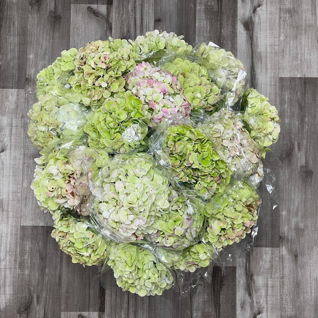 Wholesale Miami Flowers Bulk Flowers Online Flowers & Services