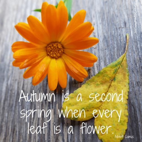 Happy First Day of Fall Flowers Bloom Hope