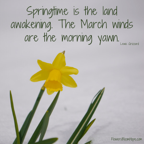 Land Awakening Flowers Bloom Hope
