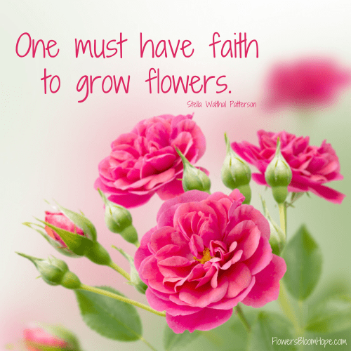 Faith for Flowers Flowers Bloom Hope