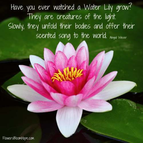 July - Water Lily Grow - Flowers Bloom Hope