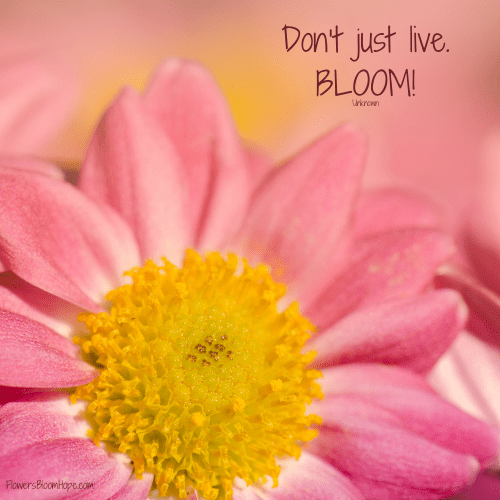 Bloom Flowers Bloom Hope