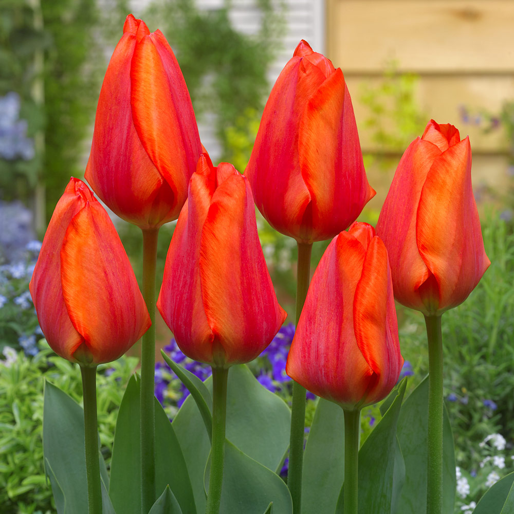 Tulipan Tulipa Hollands Glorie 5 szt FlowersBulbs Cebulki Kwiatowe