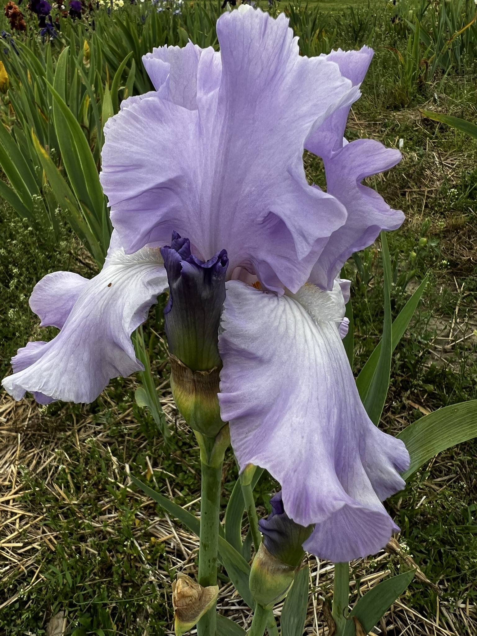 Kosaciec brodkowy Fabulous Frills 1 szt FlowersBulbs Cebulki Kwiatowe