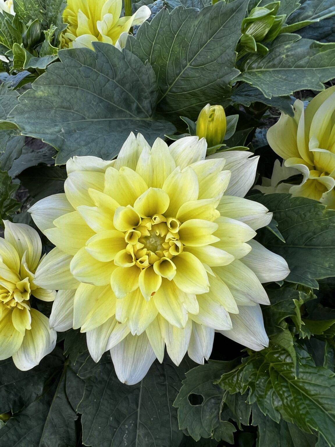 Dalia Dekoracyjna Berliner Lemon 1 szt FlowersBulbs Cebulki Kwiatowe