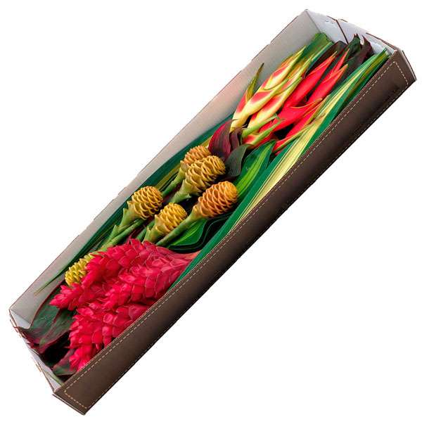 Sol Flowers For Florist