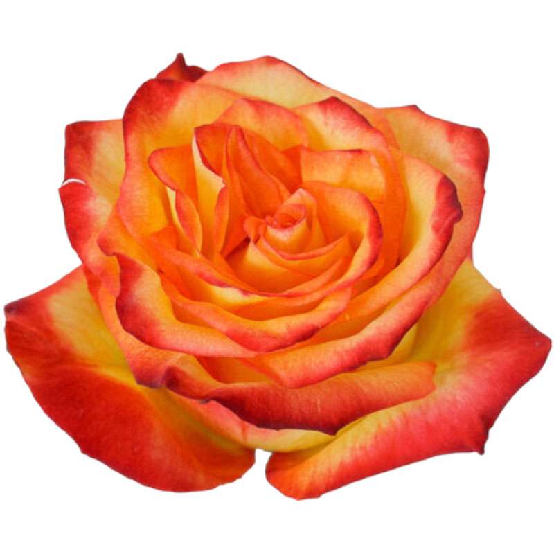 Fresh Cut Roses By Variety Flowers For Florist