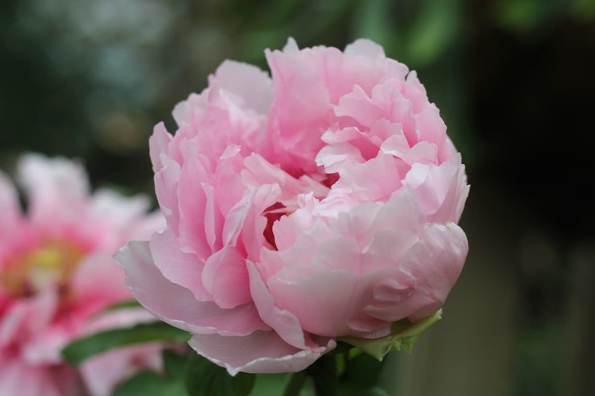 What Is Peony? FlowersLib
