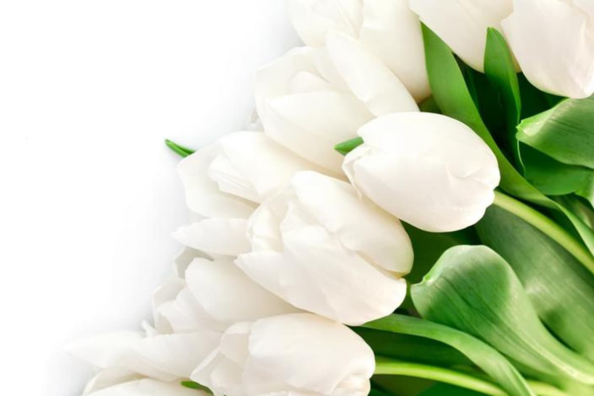 Top 30 Most Beautiful White Flowers FlowersLib