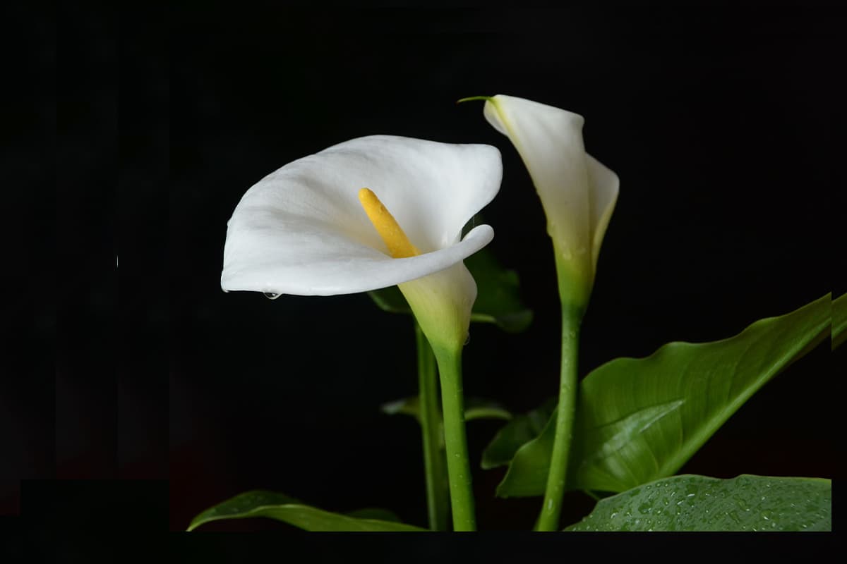 Top 10 Most Poisonous Flowers in the World FlowersLib