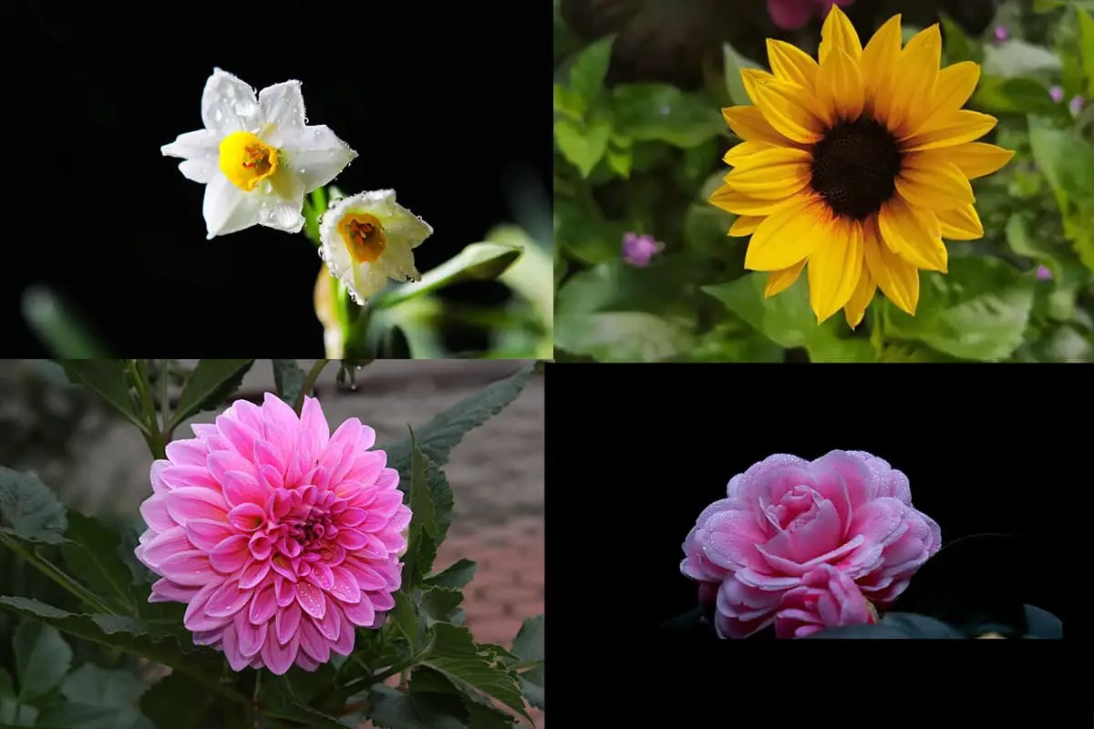 600+ Types of Flowers A To Z (With Names and Pictures) FlowersLib