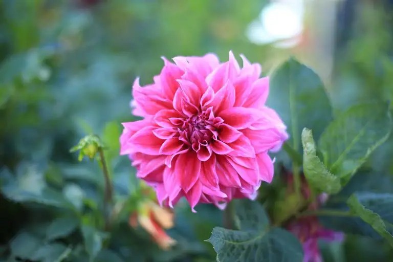 10 Flowers That Bloom in November FlowersLib