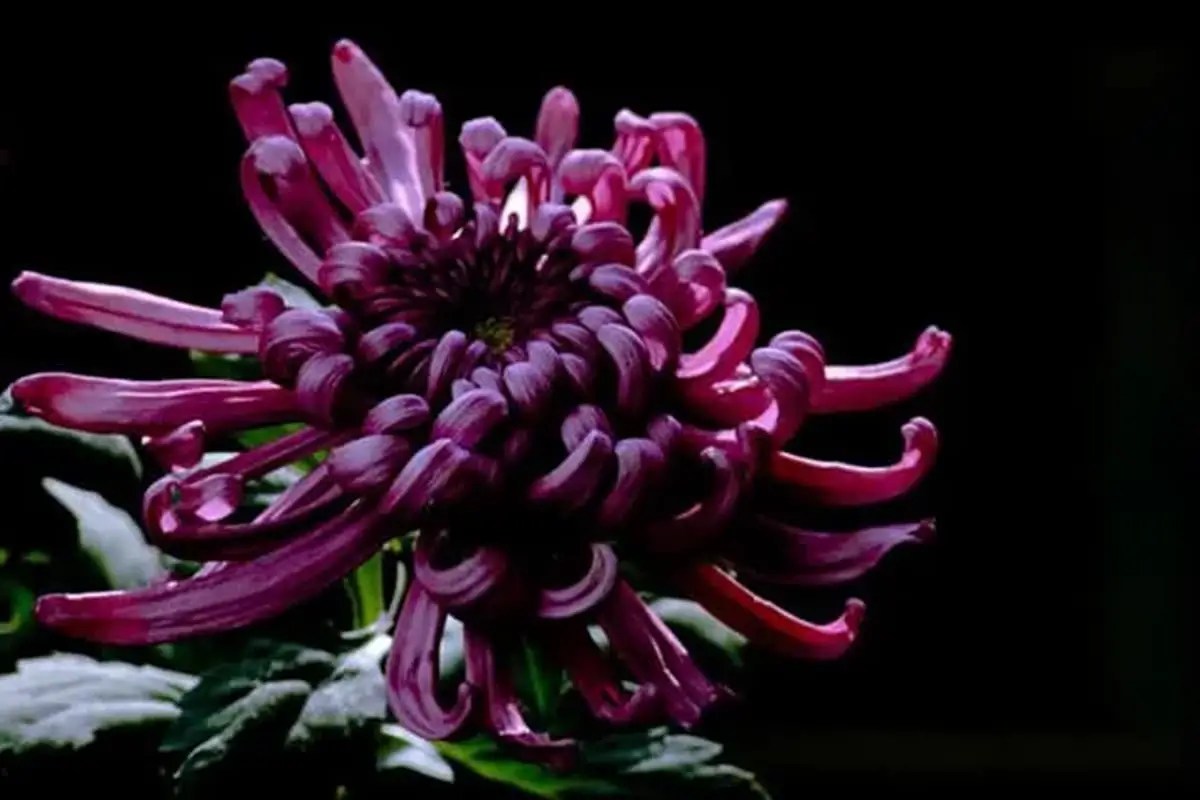 Top 10 Most Beautiful Black Flowers FlowersLib