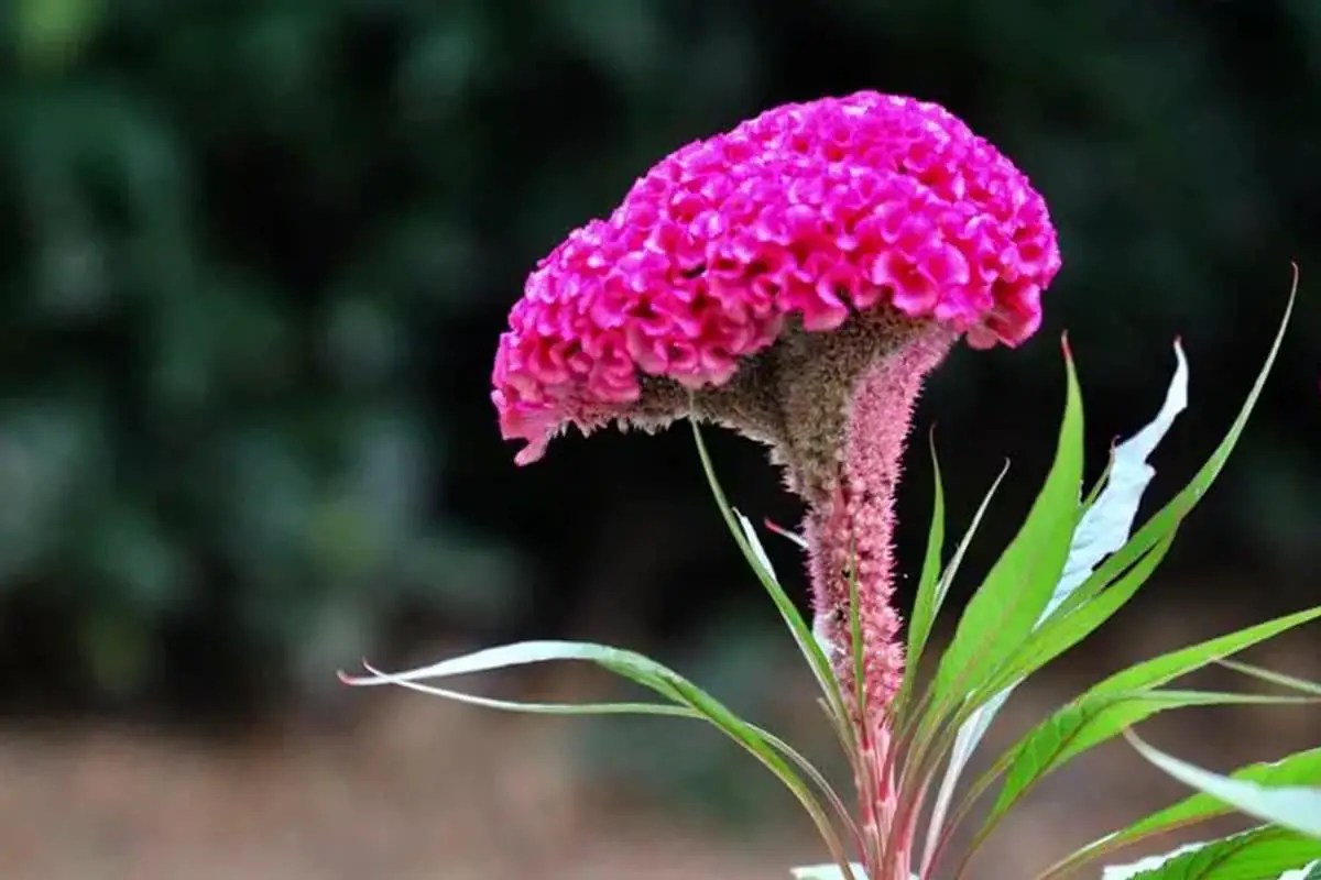 10 Flowers That Bloom in October FlowersLib