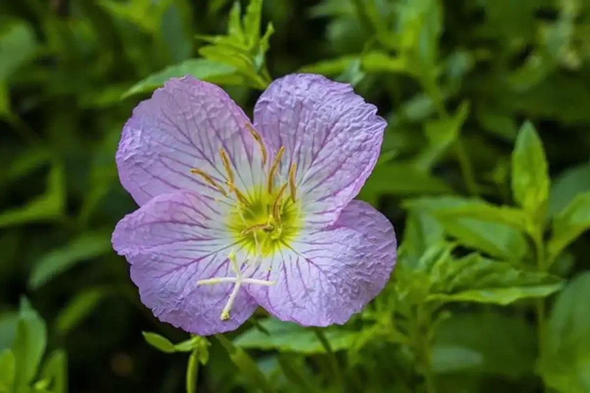 10 Flowers That Bloom in October FlowersLib