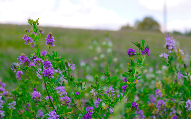 Top 10 Smallest Flowers in the World Flowers Name Info