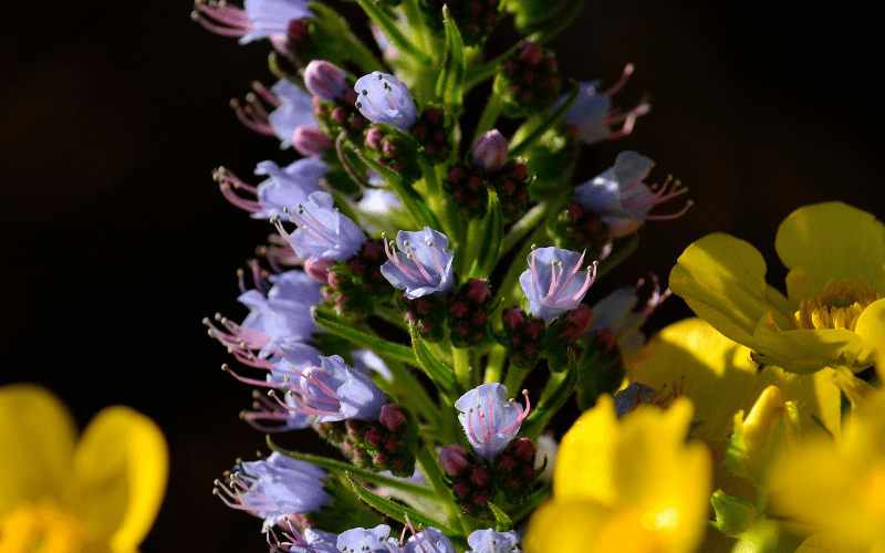 Flowers Name Starting with E Flowers Name Info