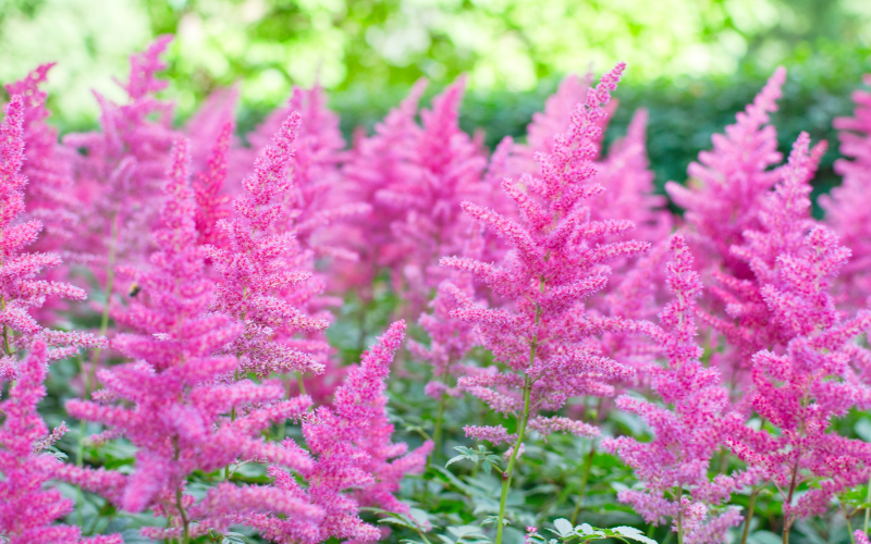 Flowers Name Starting with F Flowers Name Info