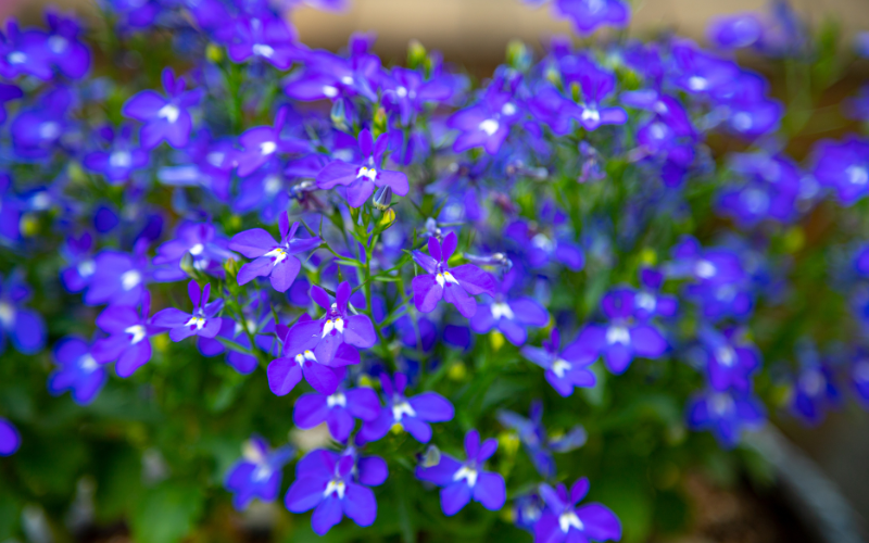 Top 10 Smallest Flowers in the World Flowers Name Info