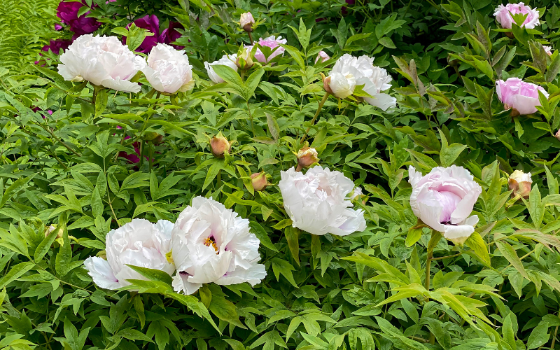 Top 10 Biggest Flowers in the World Flowers Name Info